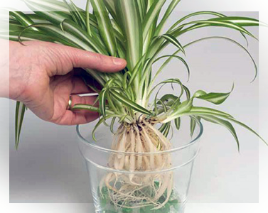 L'idrocoltura delle piante succulente è una tecnica molto utile che facilita l'accrescimento ed evita l'uso del terriccio, sostituito dall'argilla espansa.