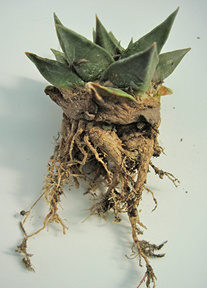 Ibrido di ariocarpus: radici pulite e lasciate asciugare, anche per controllare la presenza di parassiti nel terriccio come la cocciniglia.
