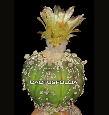 Prima fioritura di questo astrophytum asterias innestato su myrtillocactus