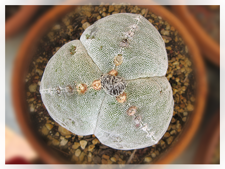 L'Astrophytum (Lemaire 1839) è un genere di pianta succulenta appartenente alla famiglia delle cactacee. Il suo nome deriva dal greco astèr (stella), per la caratteristica forma a costole che dall'alto lo fa somigliare ad una stella e phytòn (pianta). È originario di alcuni areali delimitati del Messico e vive normalmente in terreni semi-aridi e leggermente calcarei.  Gli Astrophytum hanno un fusto globuloso formato da quattro ad otto sezioni divise tra di loro da solchi più o meno profondi. I fiori gialli o giallo-rossi si sviluppano dalle areole presenti alla sommità del fusto.  L'elemento maggiormente caratterizzante gli Astrophytum rispetto alle altre cactaceae è la presenza di numerosi puntini bianchi in rilievo sparsi in misura più o meno rilevante sul fusto di tutte le specie appartenenti a questo genere. Il loro ruolo non è ancora stato ben definito dalla letteratura scientifica, tuttavia si ritiene che la loro funzione principale sia quella di favorire la mimetizzazione della piante negli ambienti rocciosi in cui sono normalmente inserite, allo scopo di ridurre la possibilità di distruzione da parte di animali fitofagi. Si ritiene che altre funzioni possano essere legate alla protezione del fusto dai raggi solari e alla capacità di trattenere più efficacemente l'umidità.