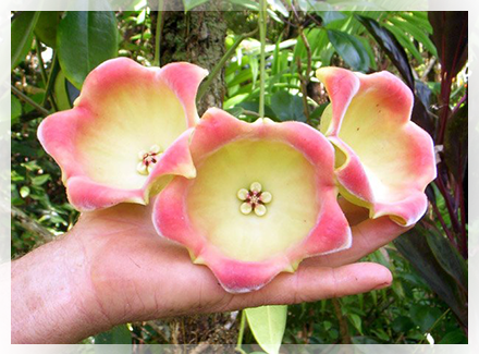 Hoya dal fiore gigante! – CactusFollia