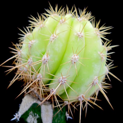 cactus-innesti-variegatura